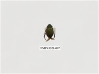 藏品(藍帶條金龜)的圖片